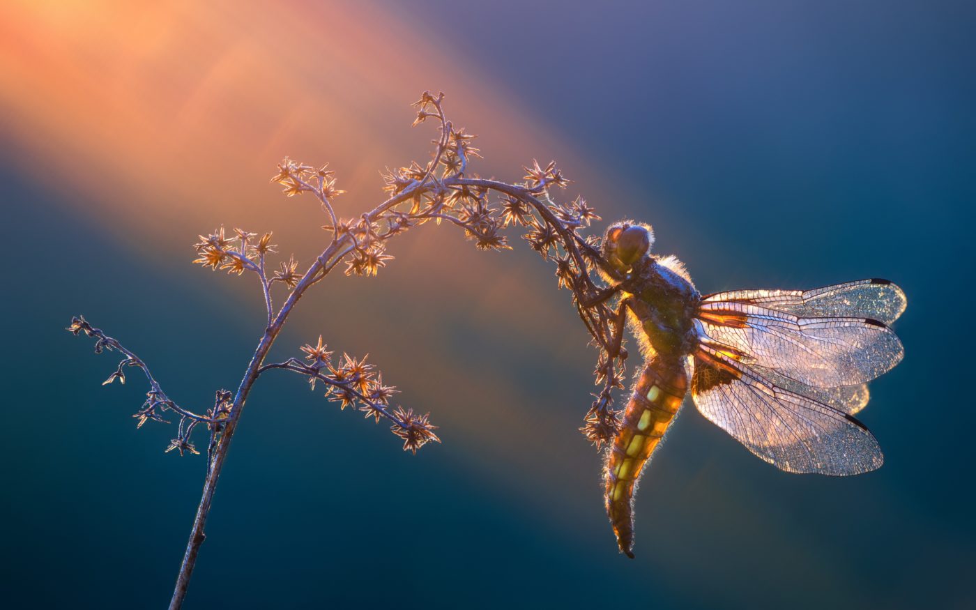 Broad-bodied chaser, Libellula depressa, on a plant stalk in the sun's rays